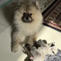 پامرماده برای جفتگیری