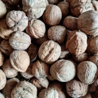 گردو اعلای پاوه
