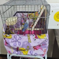 یه جفت کوتوله