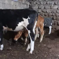 3عدد گوساله ماده برای فروش