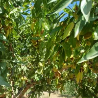 فروش زمین کشاورزی