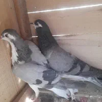 کفتر بدرنگ|پرنده|اصفهان, بوستان ناژوان|دیوار