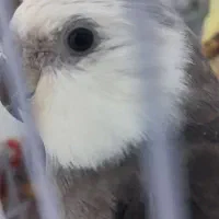 عروس هلندی جفت