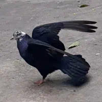 کبوتر زاغ کله ماستی