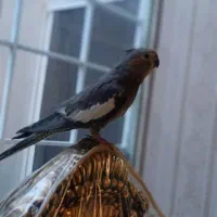 فروش عروس هلندی