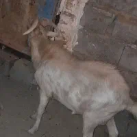 بز سانن نر|حیوانات مزرعه|هیرمند, |دیوار