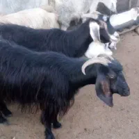 بز داشتی