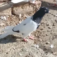 کله سیاه|پرنده|شیروان (خراسان), |دیوار