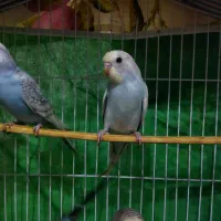 مرغ عشق|پرنده|رشت, حمیدیان|دیوار