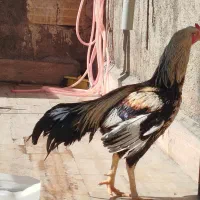 خروس لاری چشم نوک سفید