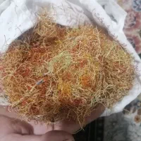 ریشه زعفران پر قرمزی