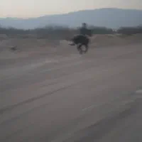 اسب ارام|اسب و تجهیزات اسبسواری|خمیر, |دیوار