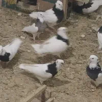 کفتر طوقی زیبا وسالم