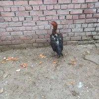 دو تا مرغ لاری اصل|حیوانات مزرعه|نقده, |دیوار