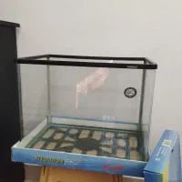 یک عدد آکواریوم شیشه خم|ماهی|لنگرود, |دیوار