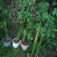 گل افوربیای سبز