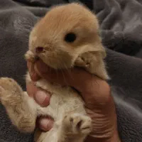 بچه خرگوش|موش و خرگوش|مریوان, |دیوار