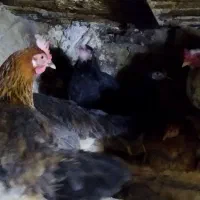 مرغ و خروس کوردی