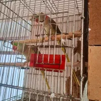 جفت شاه طوطی