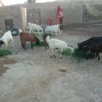 مال برای مالداری