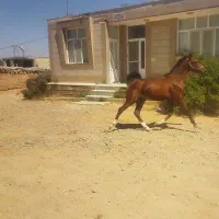 کره اسب کرد