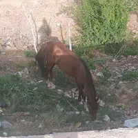 اسب|اسب و تجهیزات اسب‌سواری|تهران, خانی‌آباد|دیوار