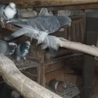 ۵ عدد کبوتر خوب ۱۲۰۰۰|پرنده|ملکان, |دیوار