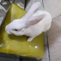 خرگوش چشم شرابی