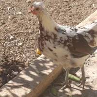 فروش تخم مرغ نطفه دار گلین|حیوانات مزرعه|شیراز, رکن‌آباد|دیوار