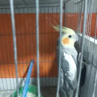 پرنده|پرنده|باسمنج, |دیوار