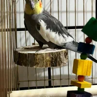 جفت عروس هلندی