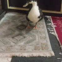 تعویض ماده اردک