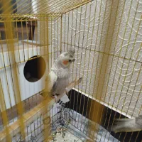 عروس هلندی|پرنده|شاهینشهر, اقبال لاهوری|دیوار