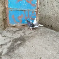 کفتر غریب گیری|پرنده|مشگین شهر, |دیوار