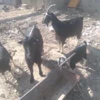 فروش ۵راس بز و۵راس بزغاله ۲ماهه