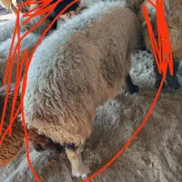 میش جوان آبستن به فروش می رسد|حیوانات مزرعه|رستم, |دیوار