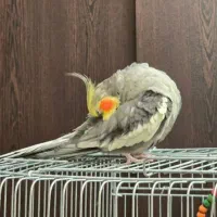 یک جفت عروس هلندی|پرنده|بندر انزلی, طالب آباد|دیوار