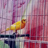 قناری نر|پرنده|خمینی‌شهر, |دیوار