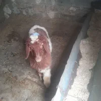 بره ماده
