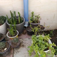 گل طبیعی|گل و گیاه طبیعی|سبزوار, شرق کال میانی|دیوار