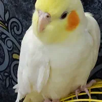 عروس هلندی چشم شرابی لوتونیو