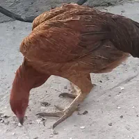 مرغ و خروس ولاری