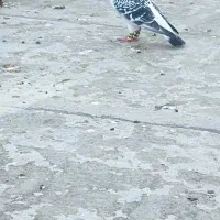 کبوتر شامی نر