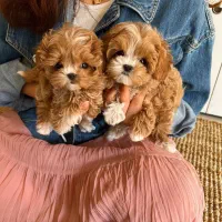 سگ پودل فنجونی نروماده2ماه 3900بی واسطه