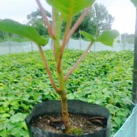 نهالستان کیوی درجه یک