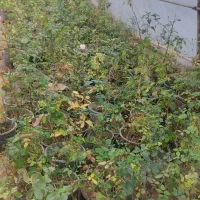 عرضه گل رز و گل کاغذی|گل و گیاه طبیعی|شیراز, گویم|دیوار