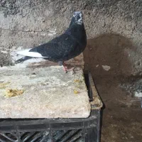 طوقی وتهرانی|پرنده|چرداول, |دیوار