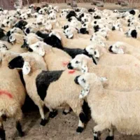 چاق گوسفند کشتاری شیشک‌نزاییده ۲۰تا۱۰۰کیلو