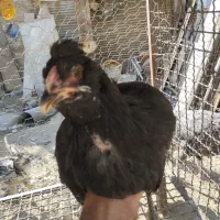 نیمچه مرغ گلین زیر مرغی|حیوانات مزرعه|کرج, شهرک جهان‌نما|دیوار