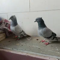 اشعل|پرنده|اهواز, کوی باهنر|دیوار